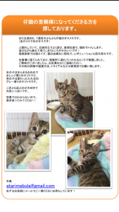 仔猫の里親になってくださる方