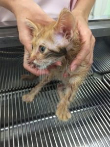 今年もとりもちねこちゃん