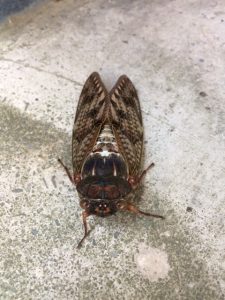 循環器セミナー