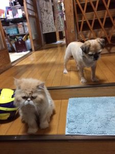 縫合糸反応性肉芽腫