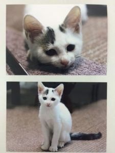 里親募集のお知らせ!