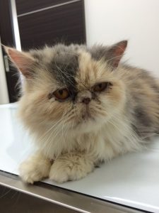 新入り「まりもちゃん」