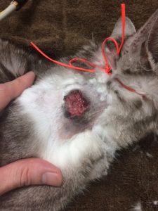 皮膚腫瘍の摘出手術