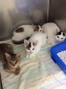 保護仔猫ちゃん７匹