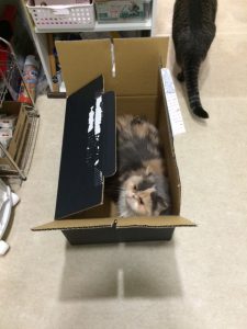 雌猫の発情について