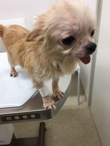 保護チワワちゃん