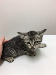 保護された子猫ちゃん