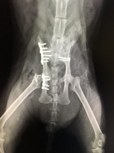 猫の骨盤骨折