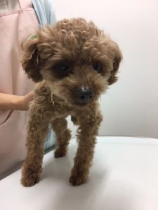 迷い犬を保護しています