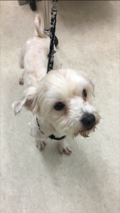 保護犬さんたち