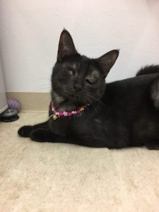 クロちゃんの避妊手術