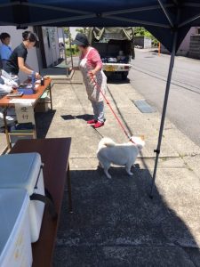 今年度最後の狂犬病予防接種集合注射