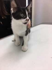 子猫ちゃんの里親募集！