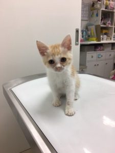 またまた子猫の里親募集！