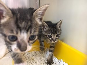 里親さん決定！