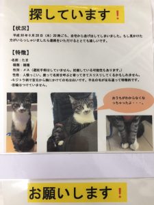 迷子のねこちゃんを探しています