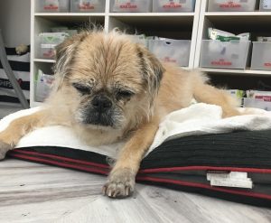 犬の多発性関節炎