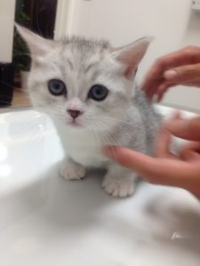 続・マンチカンちゃん