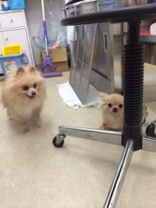 保護わんちゃんたち