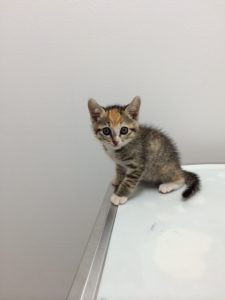 里親さん再募集