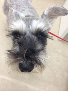 今日の預かりさん