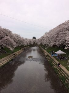 4月・桜