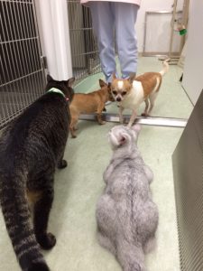 里親さん見つかりました！