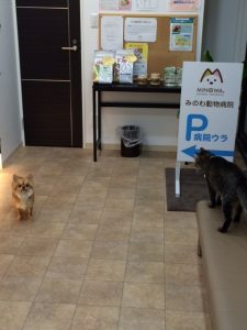 保護チワワさん