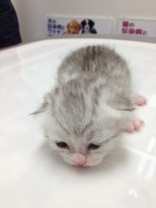 マンチカンちゃん