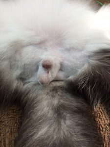 潜在精巣の手術