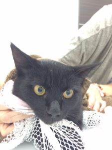 黒猫ちゃんの里親募集