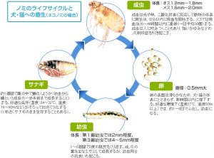 ノミ・マダニ予防について