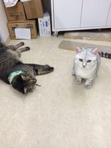 熱中症について