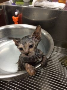 トリモチねこちゃん