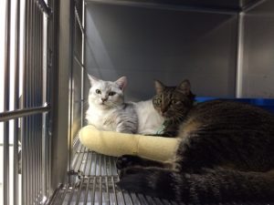 最近のうめさんとらいくん