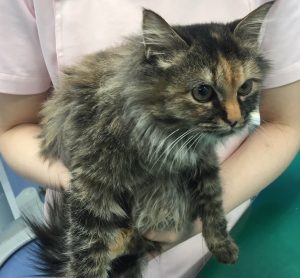 里親さん決定！